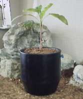 Black Self Watering Barrel Planter